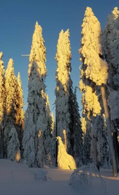 Sonnebestrahlter Schnee-Hahn unter Bäumen
