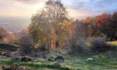 Schafe am Burgstall und Kalvarienberg von Tännesberg