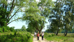 Wandern in der pommerschen Boddenlandschaft ist eine beschauliche Meditation