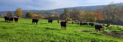 "Rotes Höhenvieh" am Kainzbach bei Tännesberg