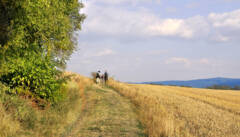 Weite Wiesen und Himmel: Beschauliches Wandern in der Vysocina